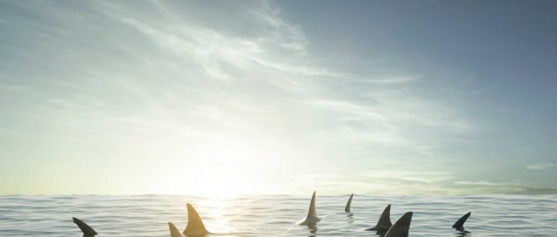 sharks_0